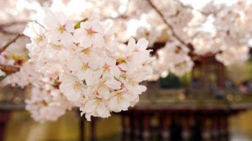 桃花和樱花怎么区别