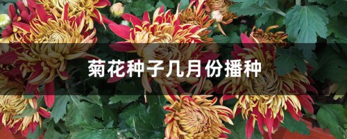 菊花种子几月份播种