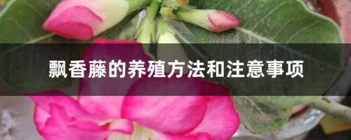 飘香藤的养殖方法和注意事项